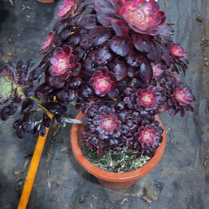 小***.601丽娜111111多肉