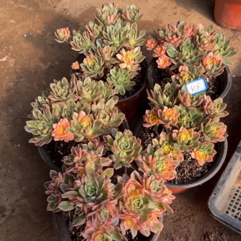 315多肉植物组合