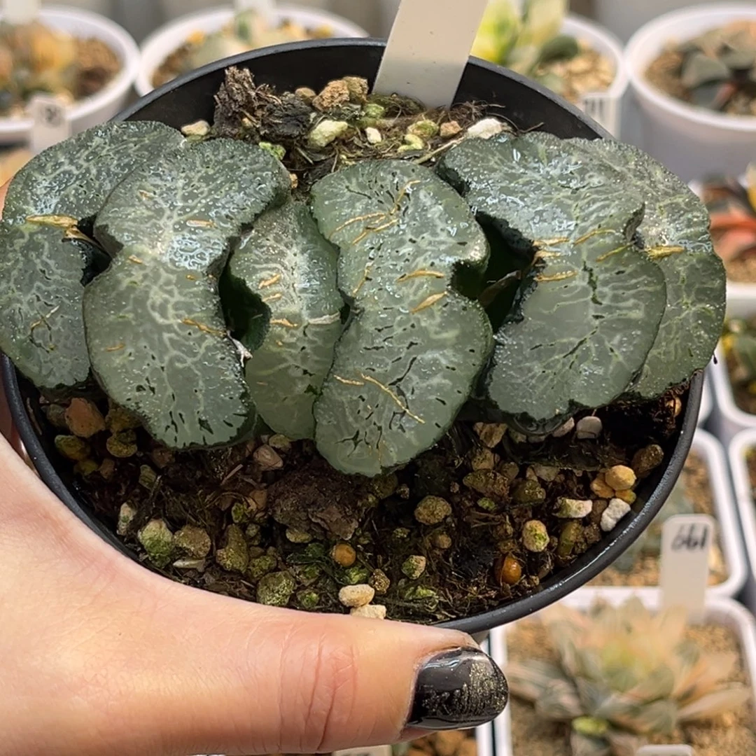 56海州玉扇福利专场