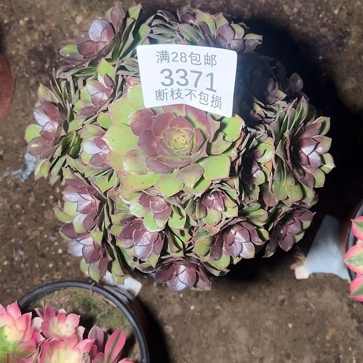 3371桃花石多肉植物