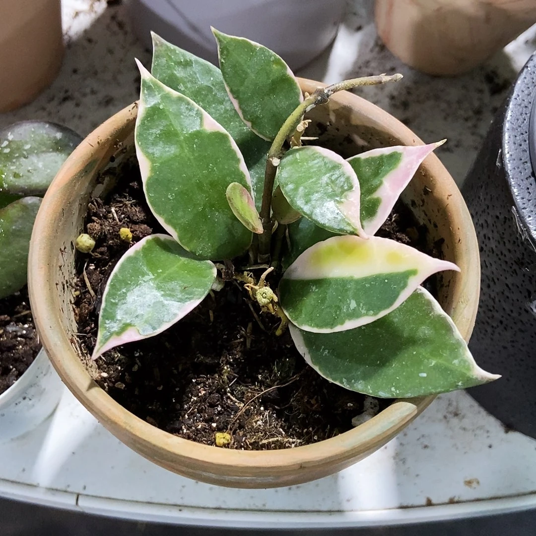 完全开放阿萨米球兰