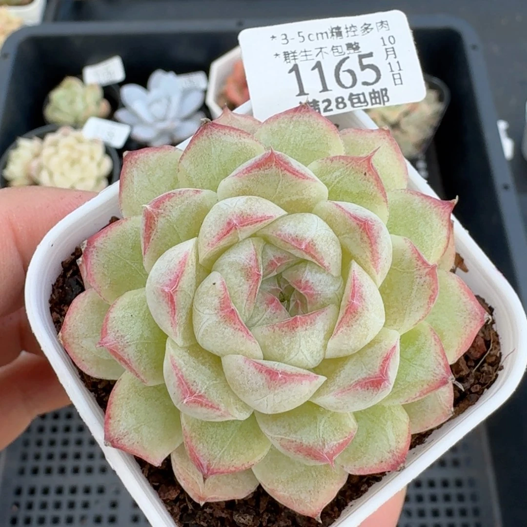 1165一物一拍的时候