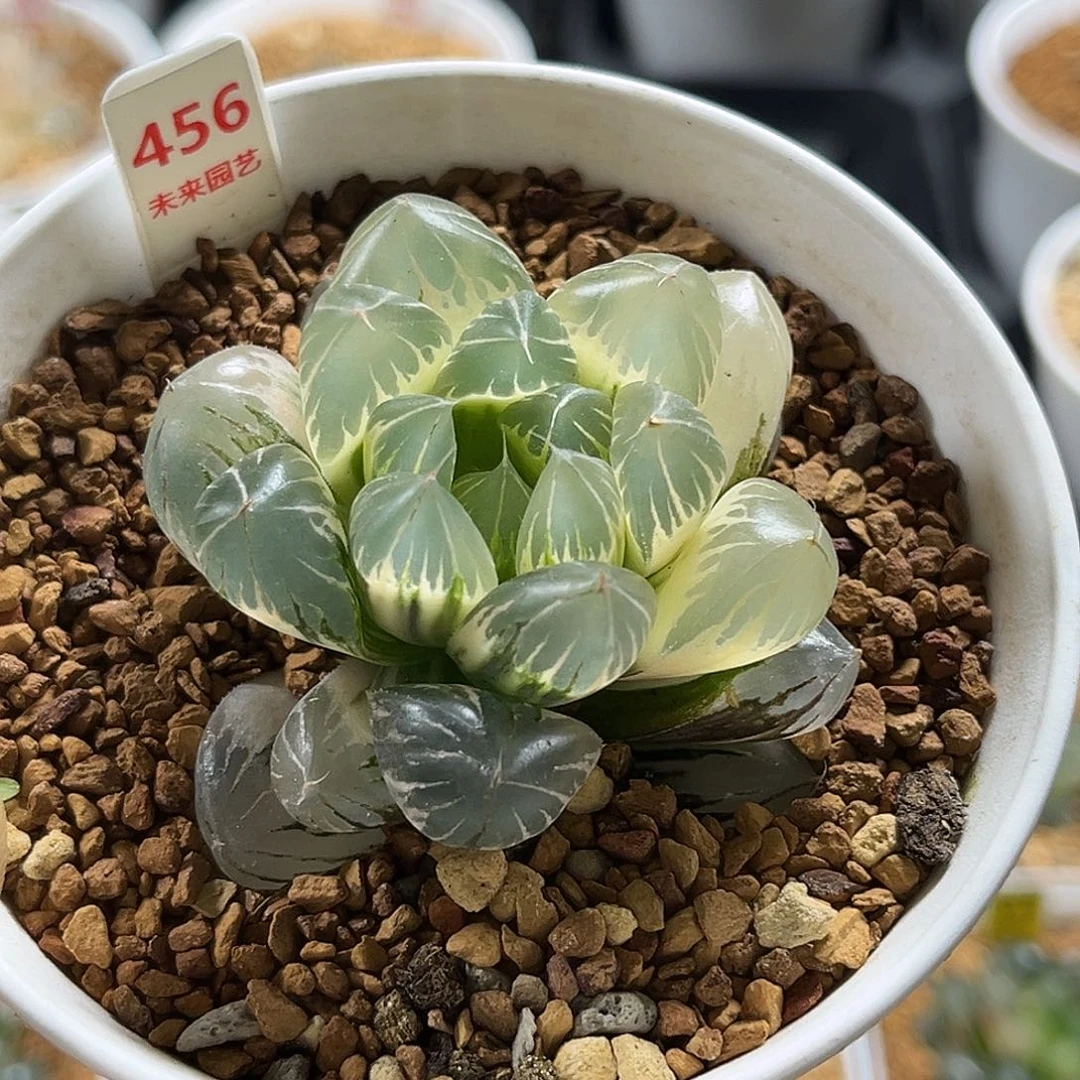 456糊斑水晶冰川玉露锦