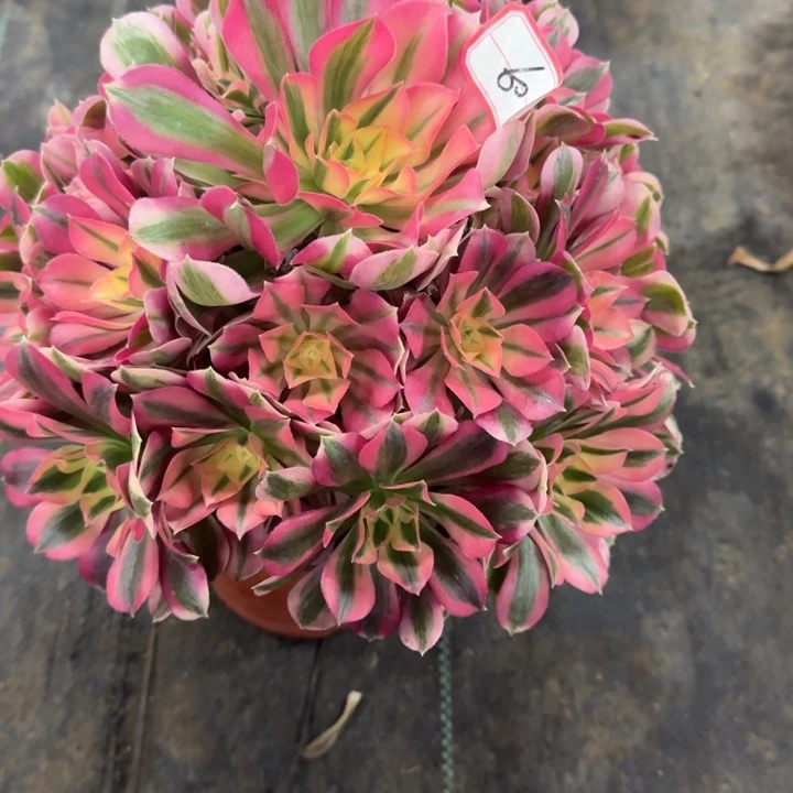 白***云60号女巫法师植物