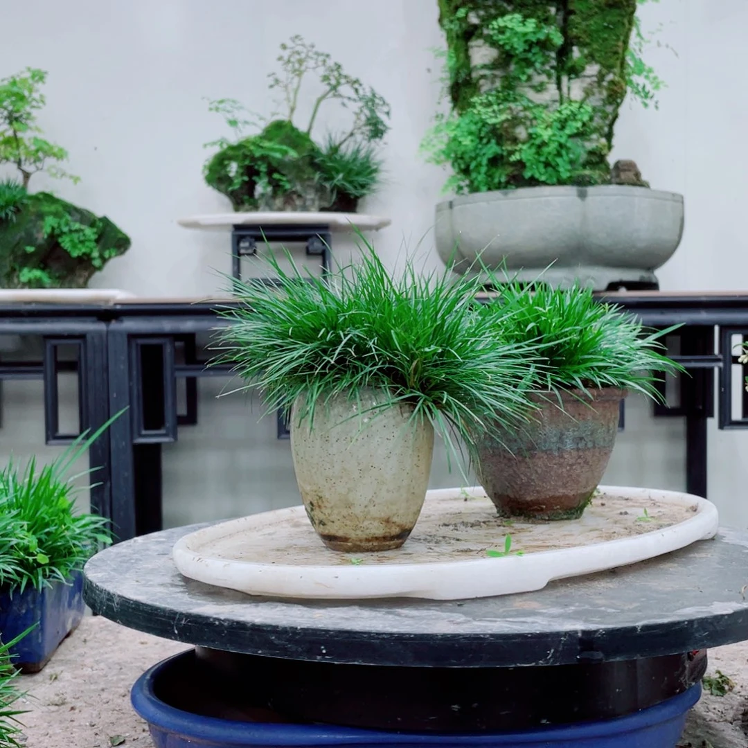 无铅玻璃有****铁线蕨铁线蕨铁线蕨