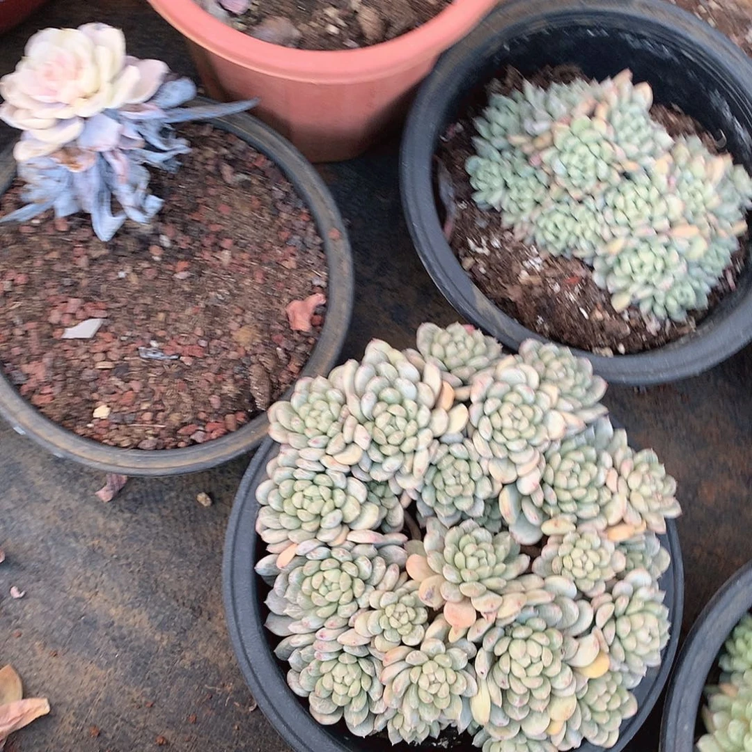 雪***飘560百达翡翠一物一拍多肉