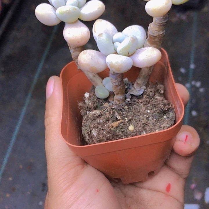 武***枢武多肉。山东多肉植物