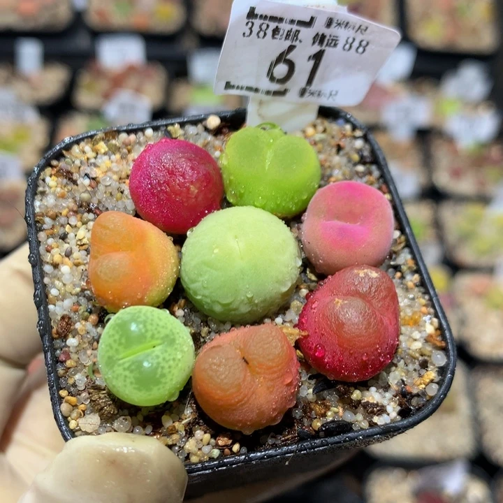 zzz精品生石花61