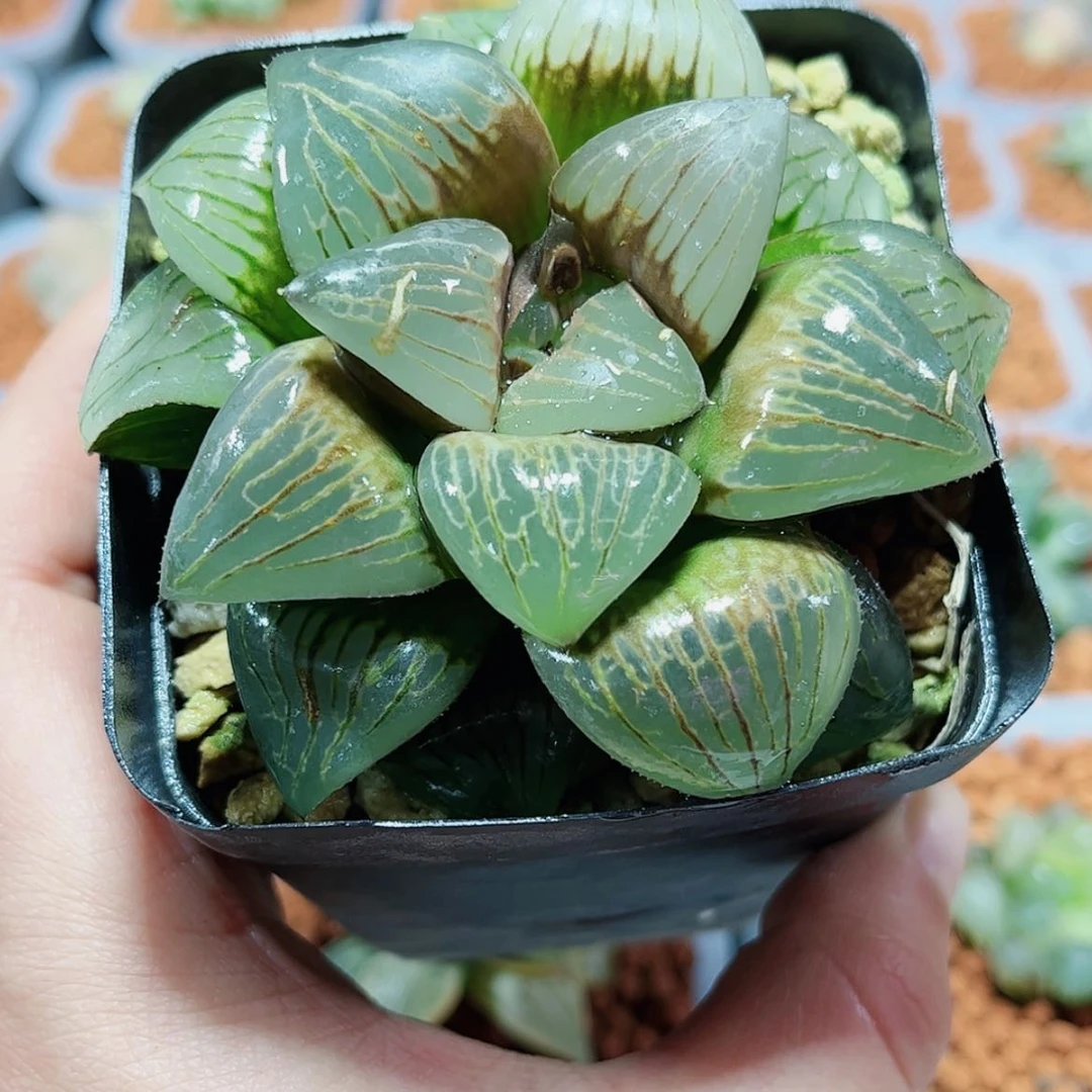 【闪购商品】实生寿