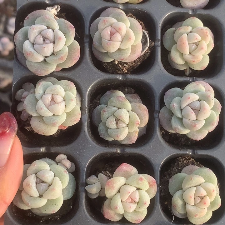 小脸7颗。包邮。多肉。包邮