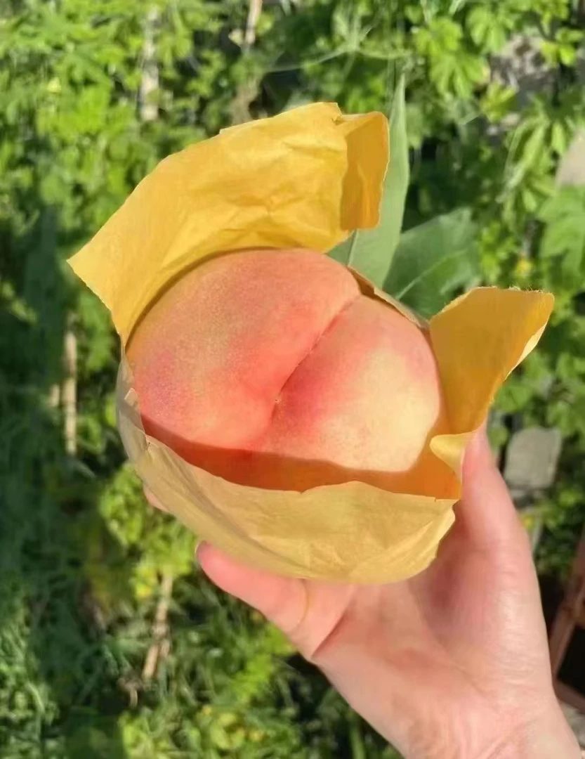 【5~6两8颗礼盒装】正宗无锡水蜜桃新鲜时令水果现摘现发颗颗爆香