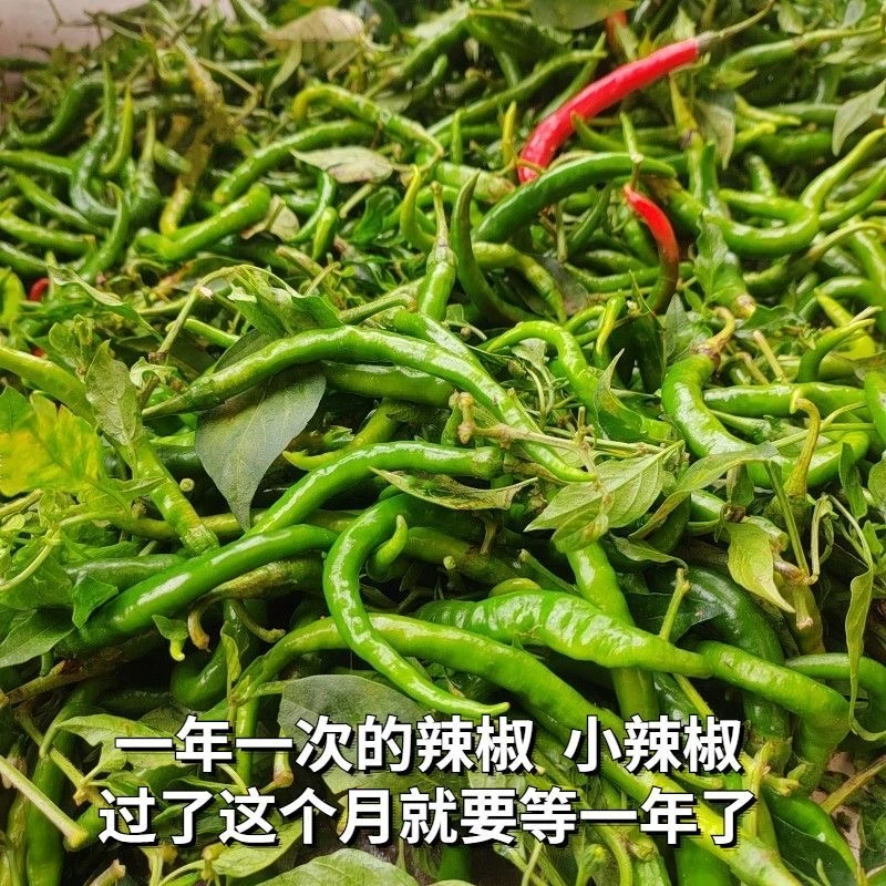 贵州本地辣椒鱼秋辣椒特辣
