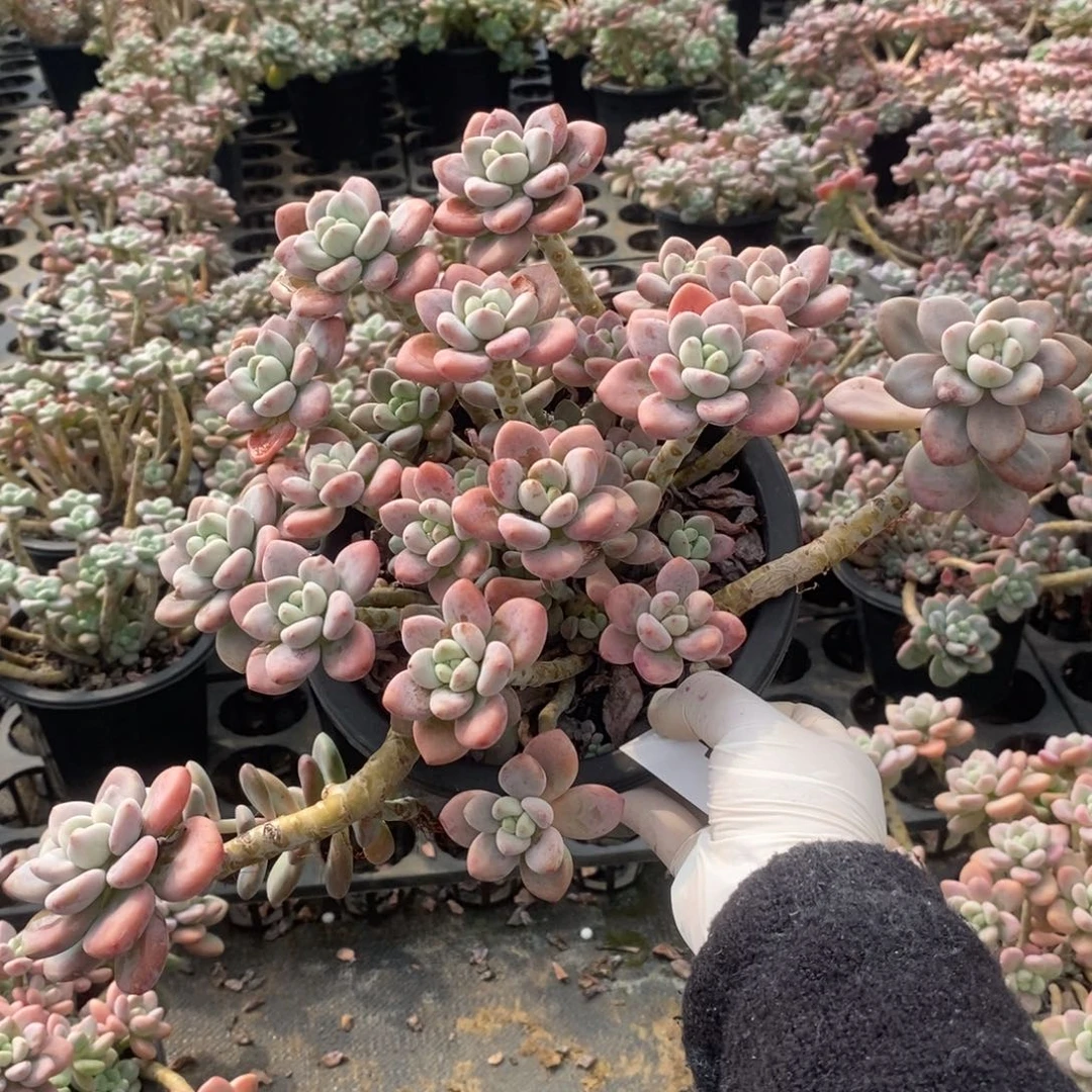 3647红洛神一物一拍