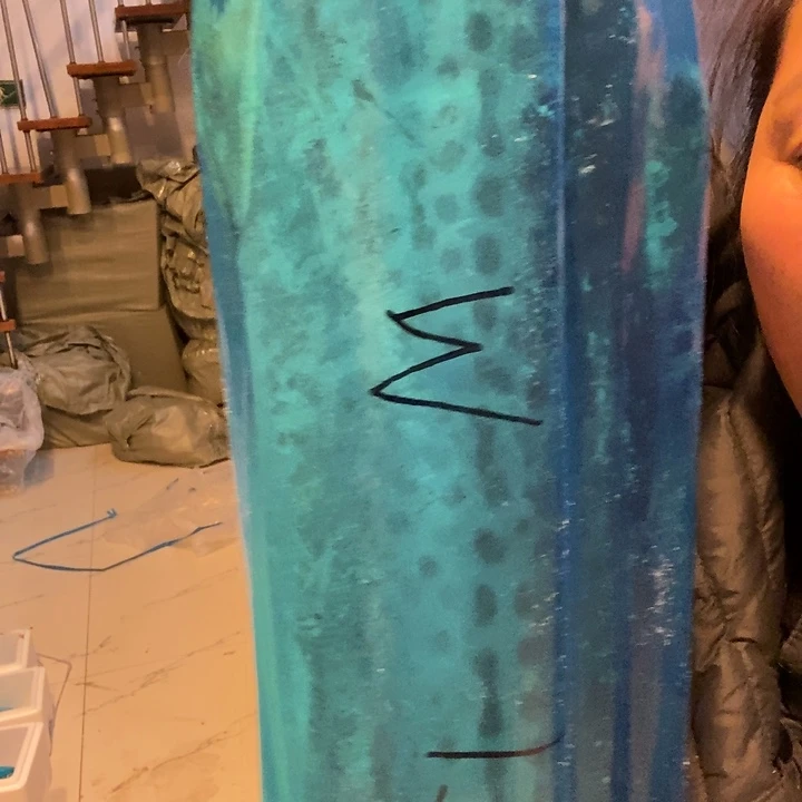 中国大陆渤海湾野生燕鲅鱼M