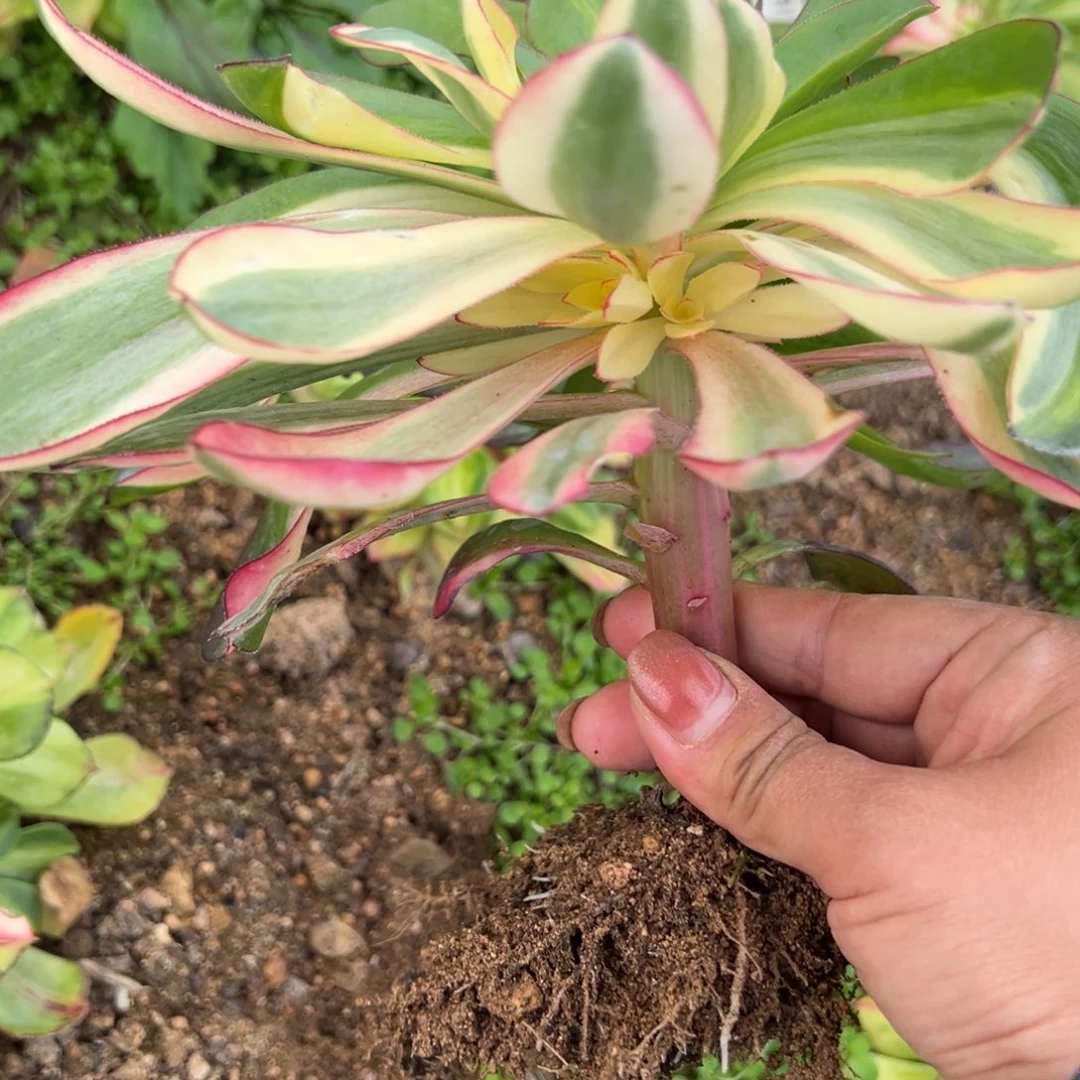 109红魔女阴阳多肉植物