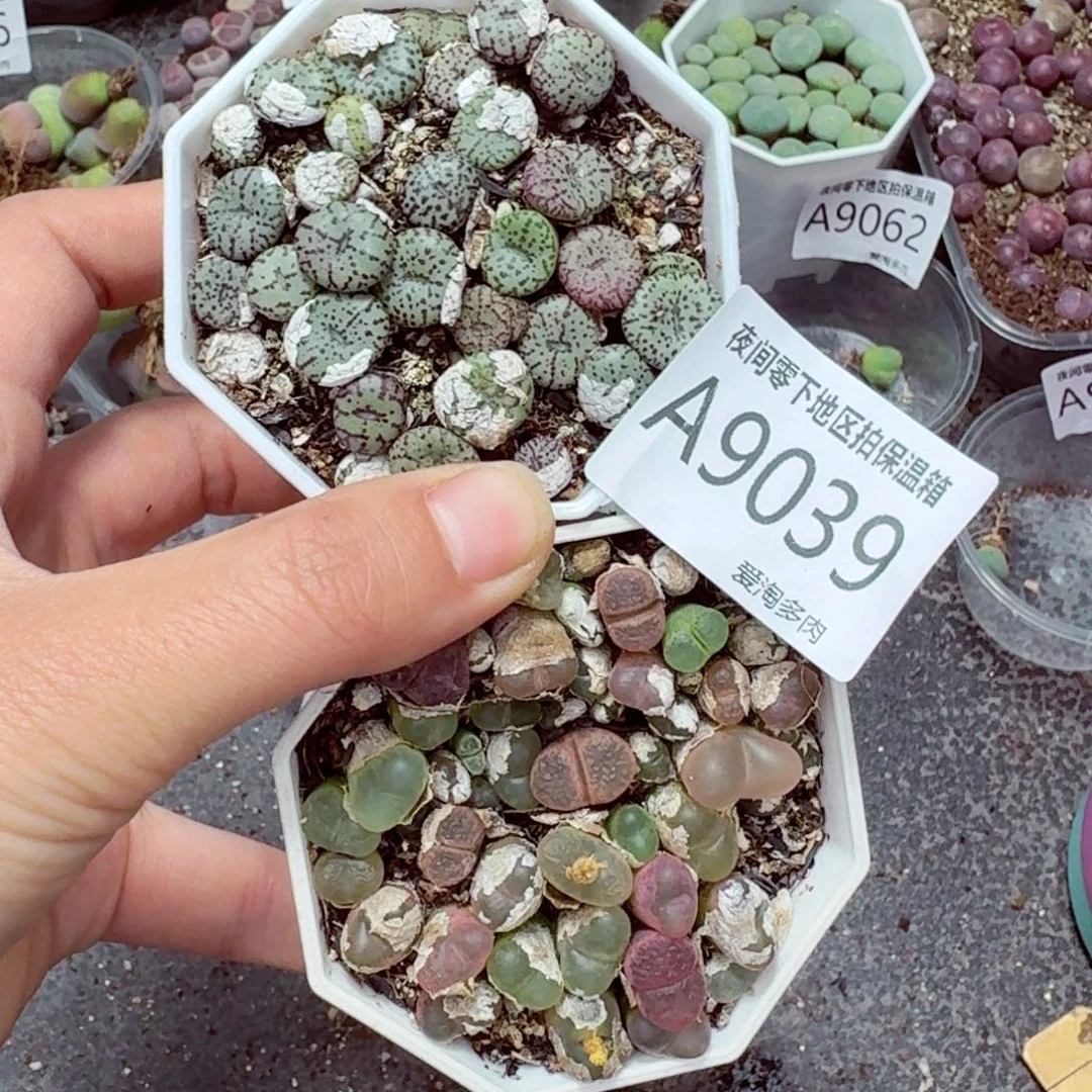 9039––零下地区需拍保温箱