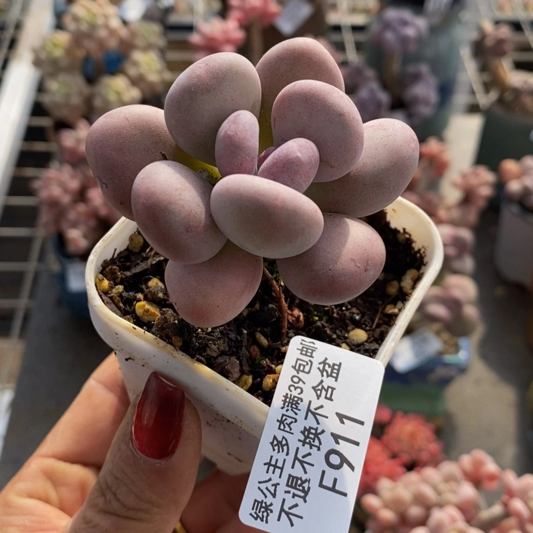 橙雪球911/4cm多肉