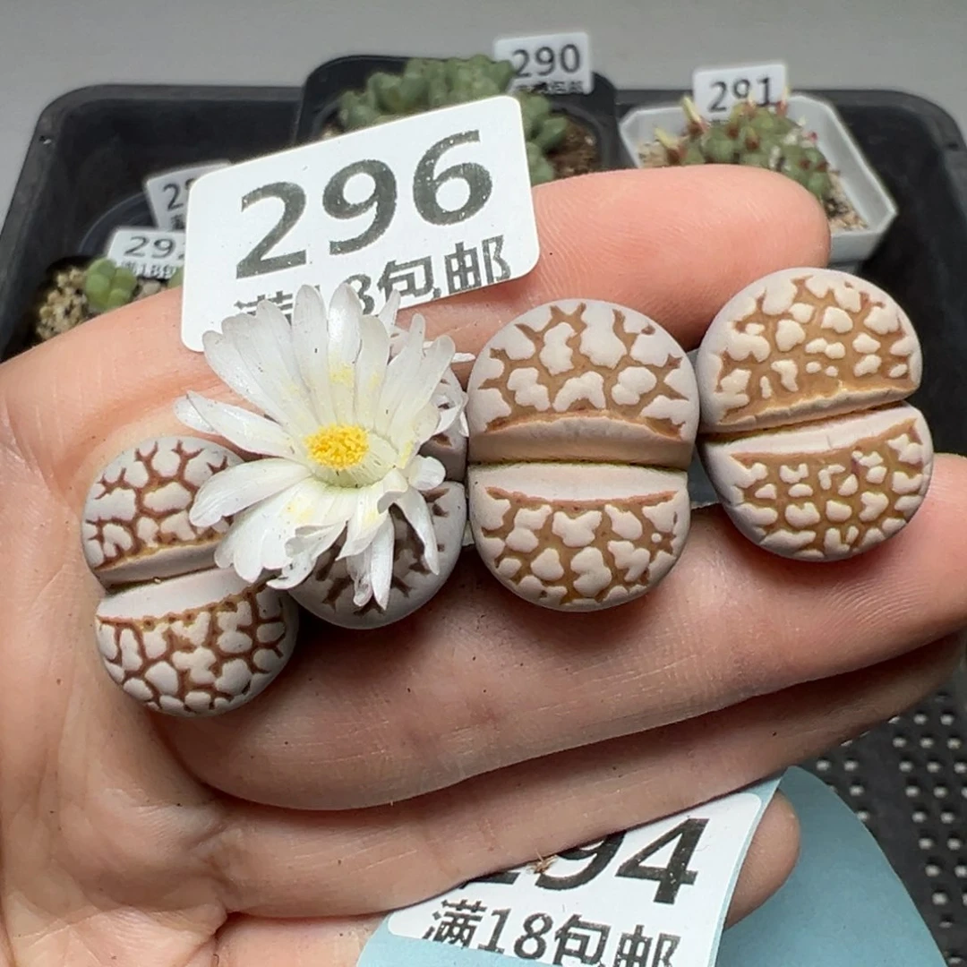 【闪购商品】296。