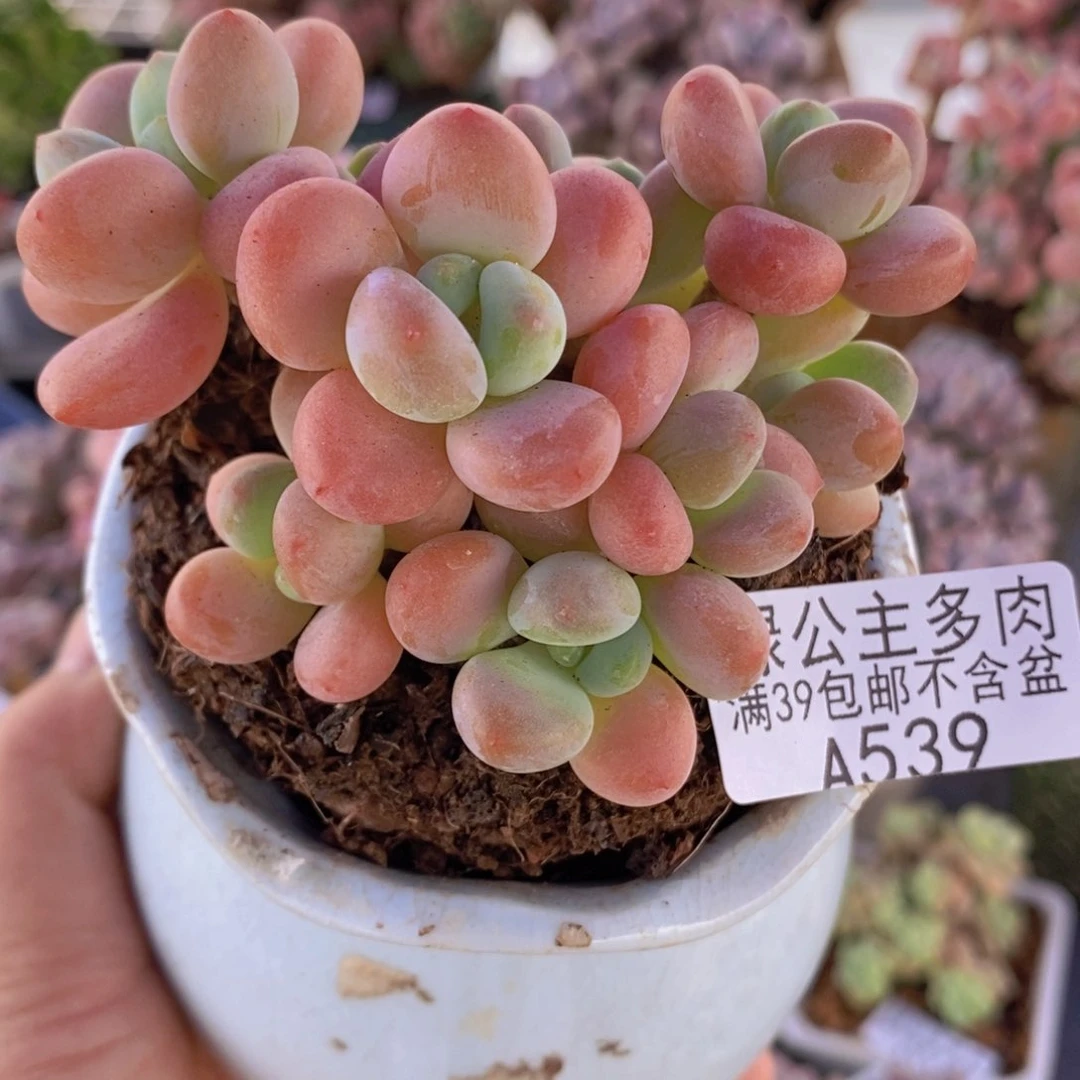 香水洛神8cm539多肉植物