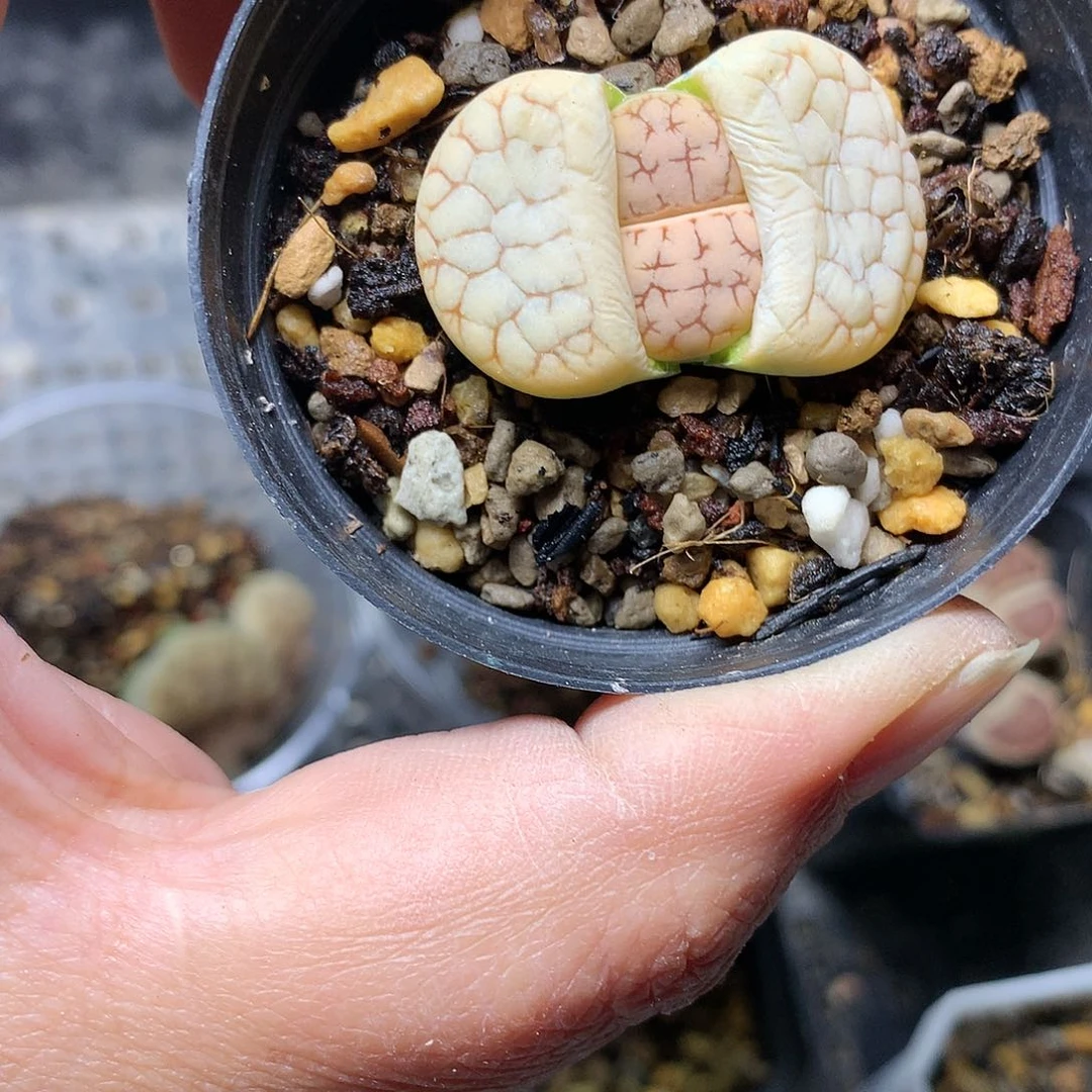 粉****心E479多肉植物保护