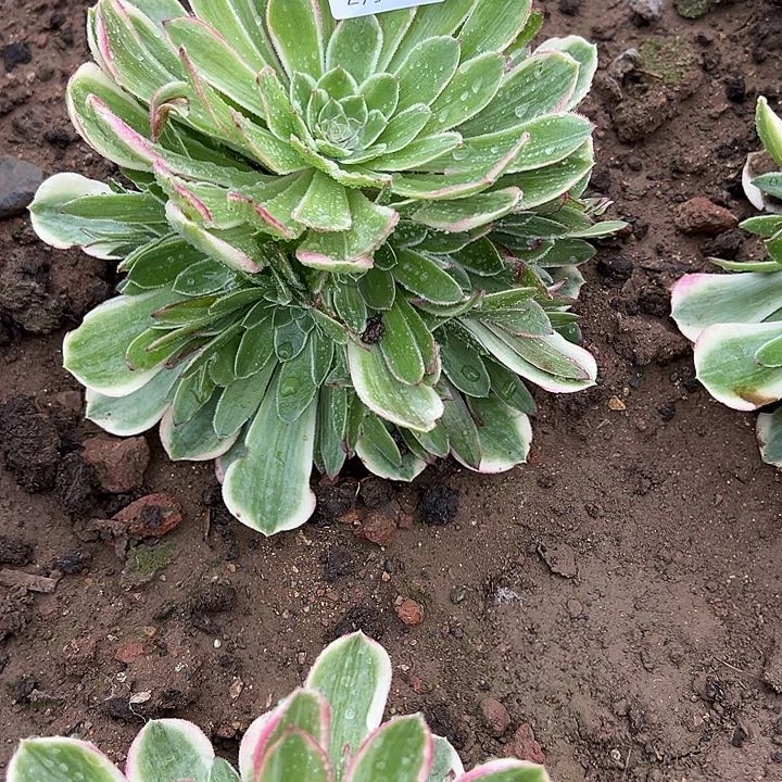 2.14-35孔雀翎多肉植物2