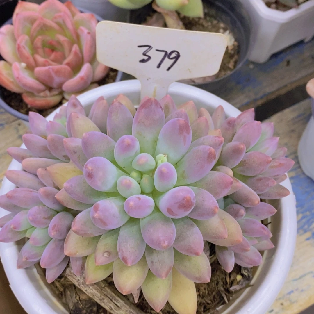 开心多肉，狂欢节，一物一拍