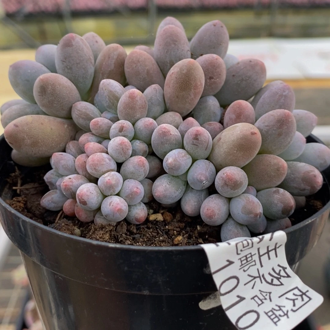 1010汤圆奶酪9cm多肉