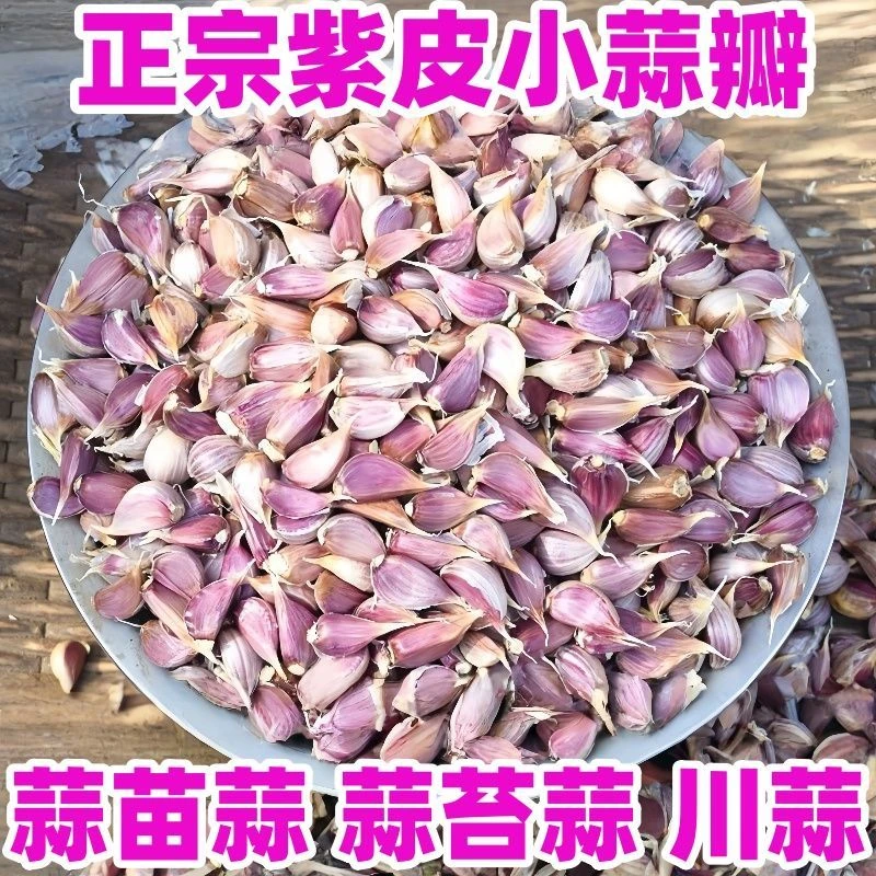2025彭州紫皮早蒜蒜瓣紫皮蒜瓣蒜红根蒜苗正宗可出蒜苔