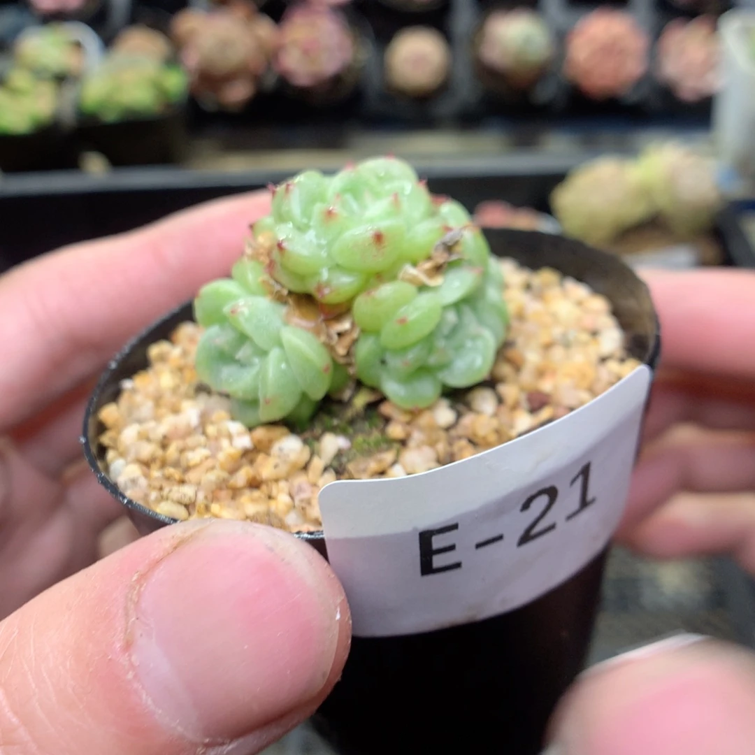 E21y y y y y y y y y