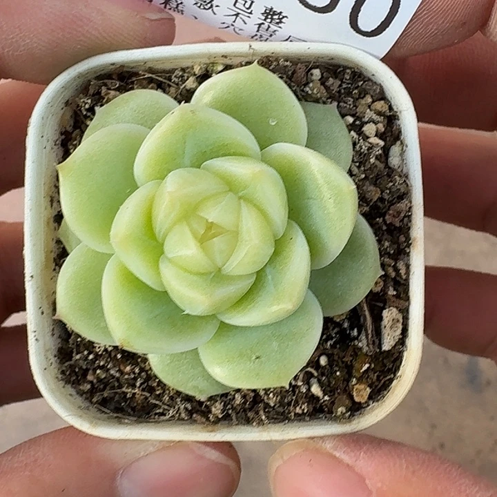 原***点如图830新麦芽糖一个