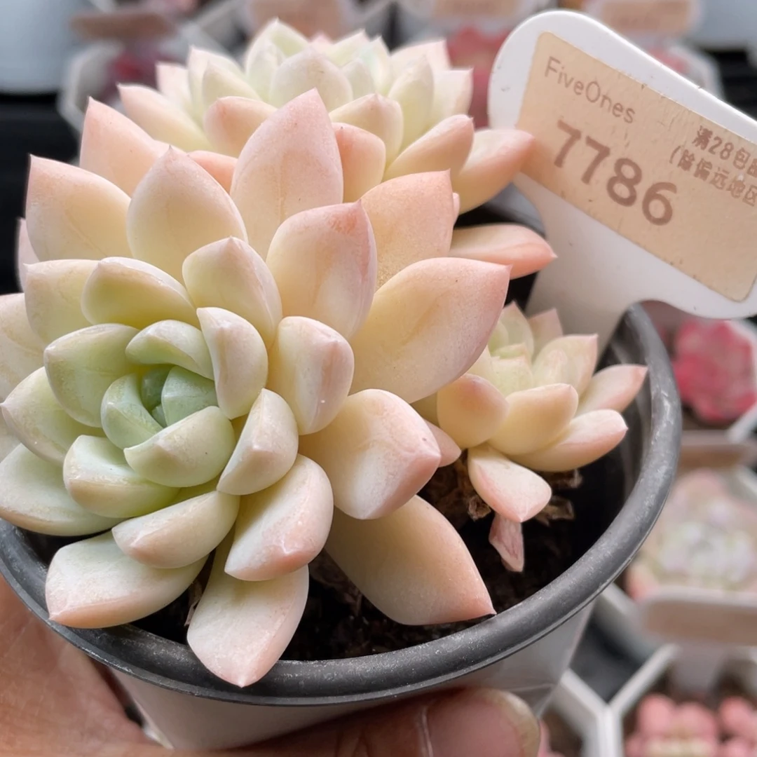 白雪7786-10.0厘米