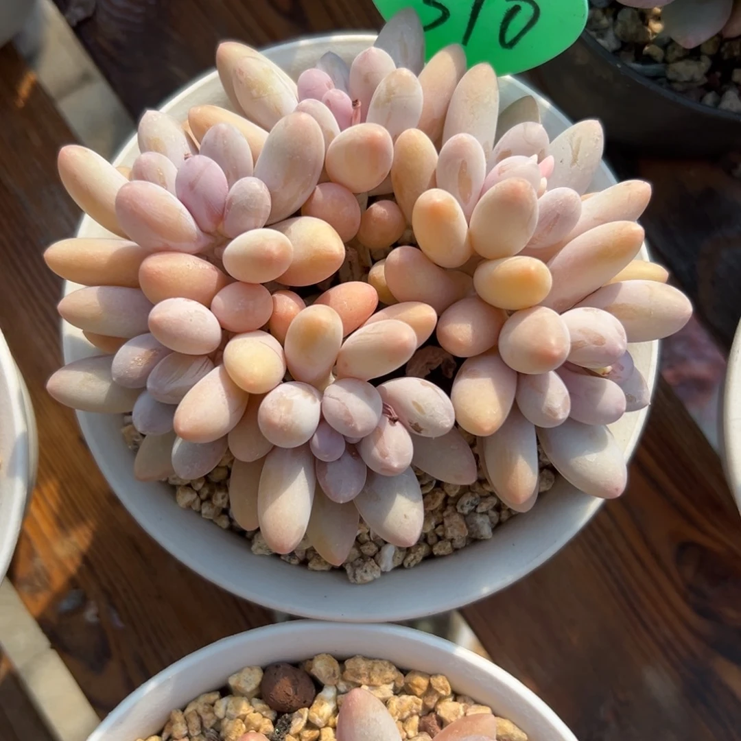 金*多肉植物一物一拍