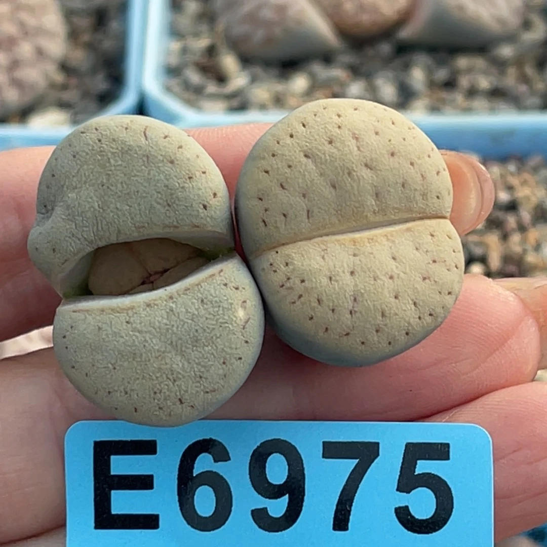 6975磨砂质感碧赐玉猪皮2颗