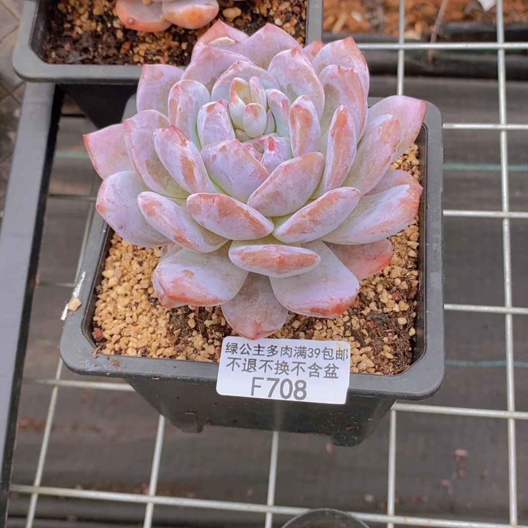橙子9cm708多肉植物