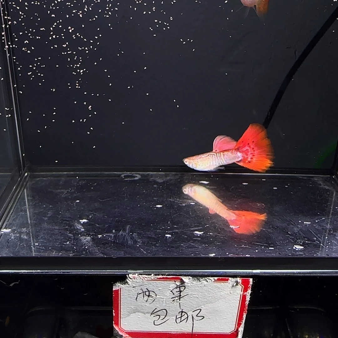 孔雀鱼蛇纹红尾一对