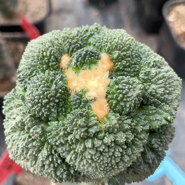 仙人球袖浦接哥斯拉7.5公分322