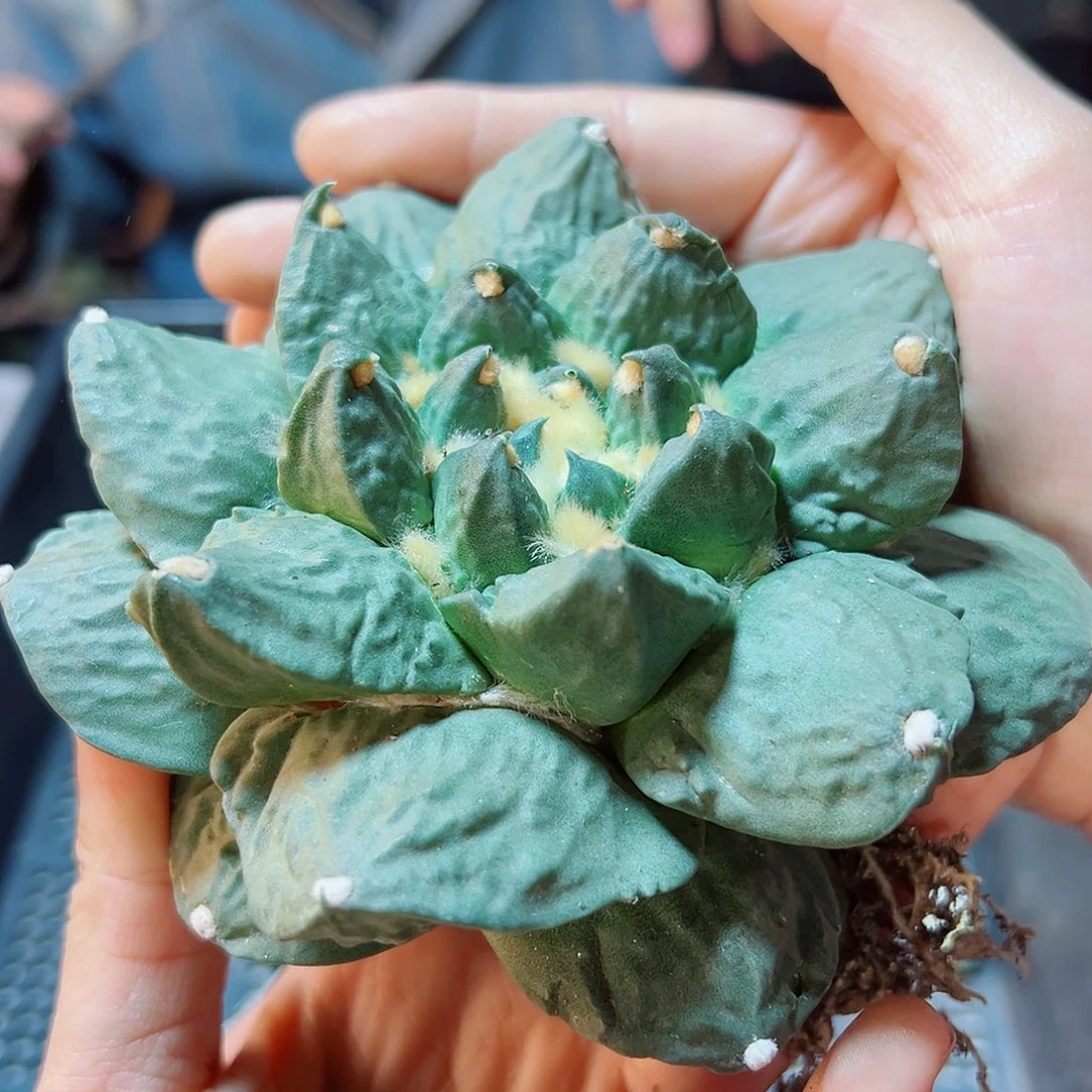 14号自根带勾龙怒11.8公分