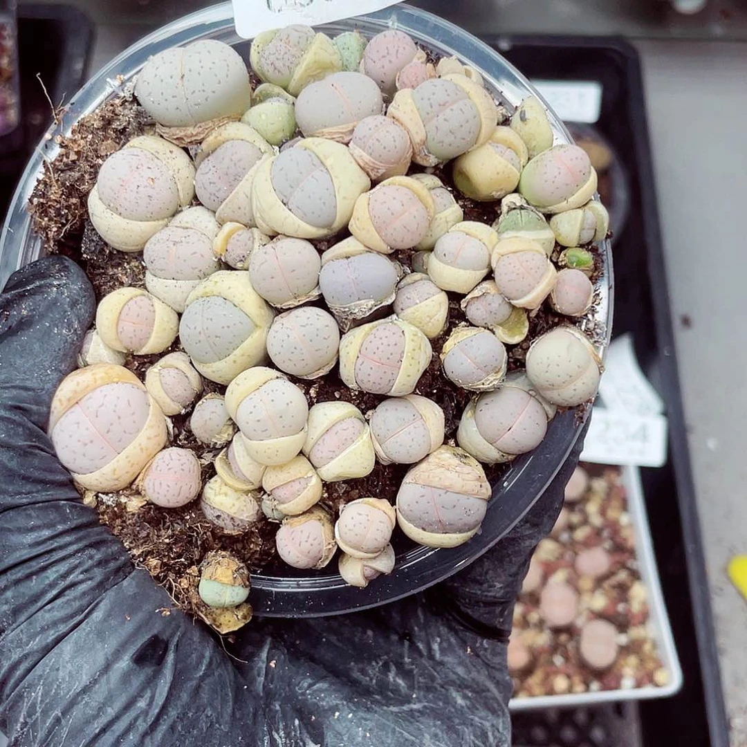 郎哥18包邮0602-237