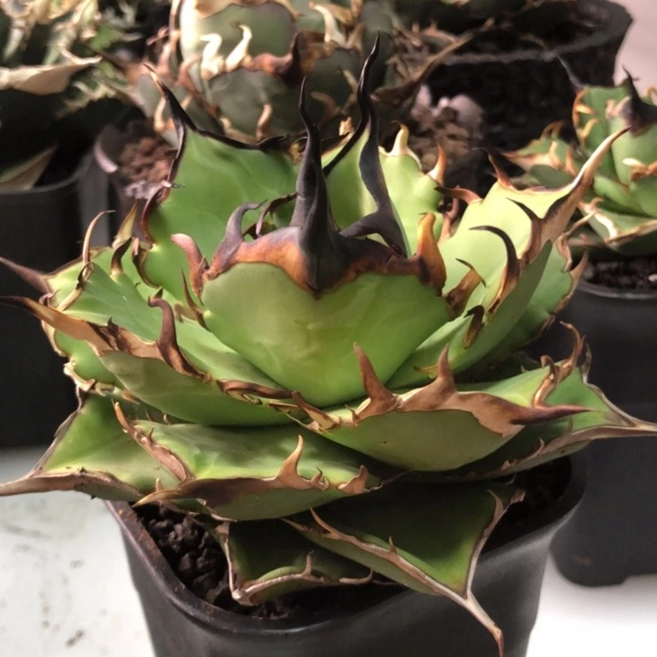 黑帝斯仁王冠龙舌兰