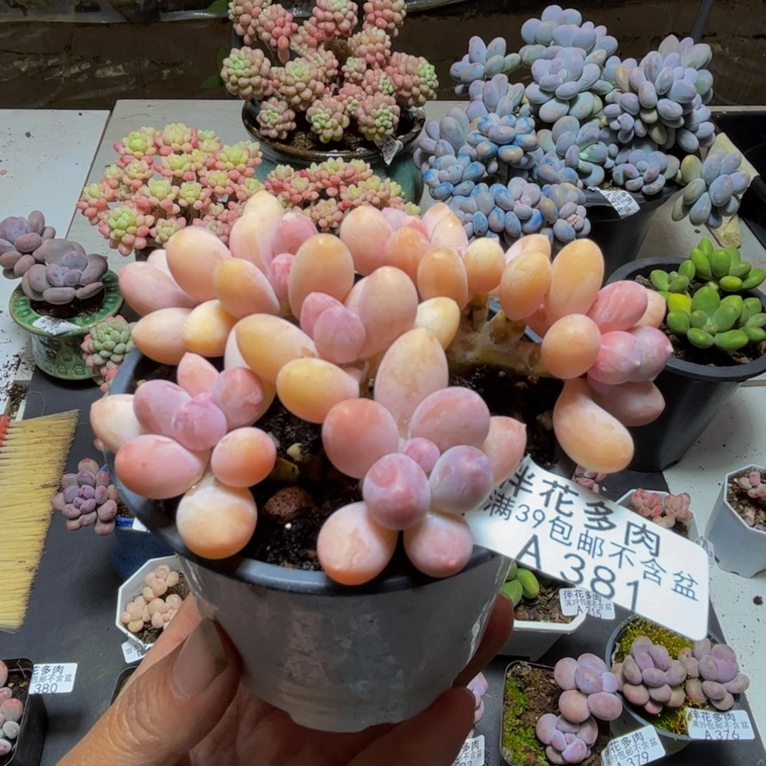 381香水手指10cm多肉