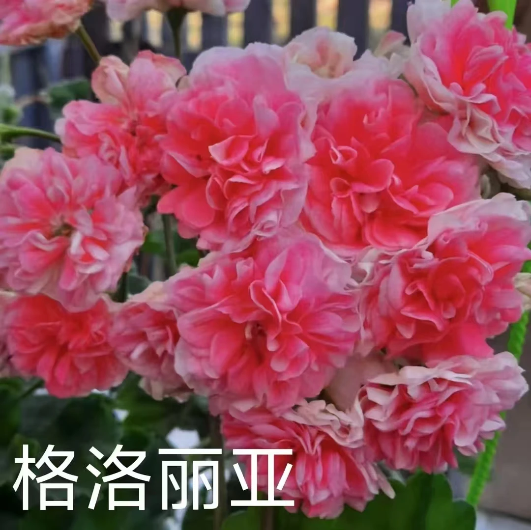 半兽系天竺葵格洛丽亚  一棵包邮  拍三发四