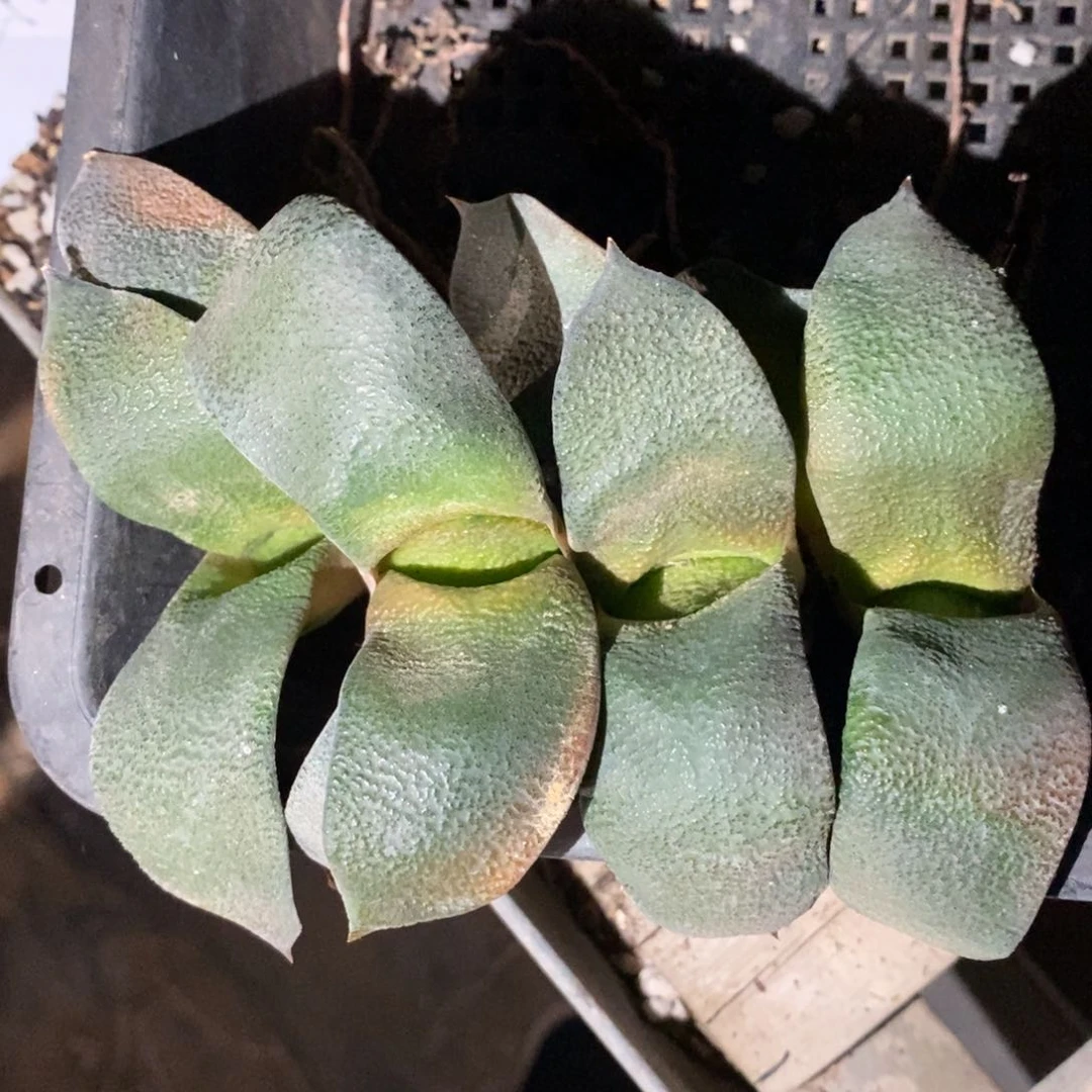 2439 一颗大军配卧牛。超级福利