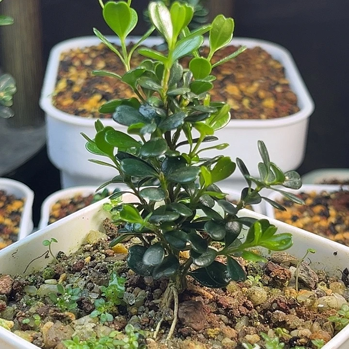柴***：无花朵凤米黄杨一物一拍