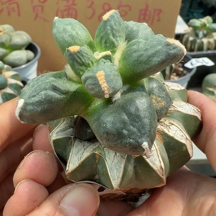 【闪购商品】无花朵拇指蛋尤137