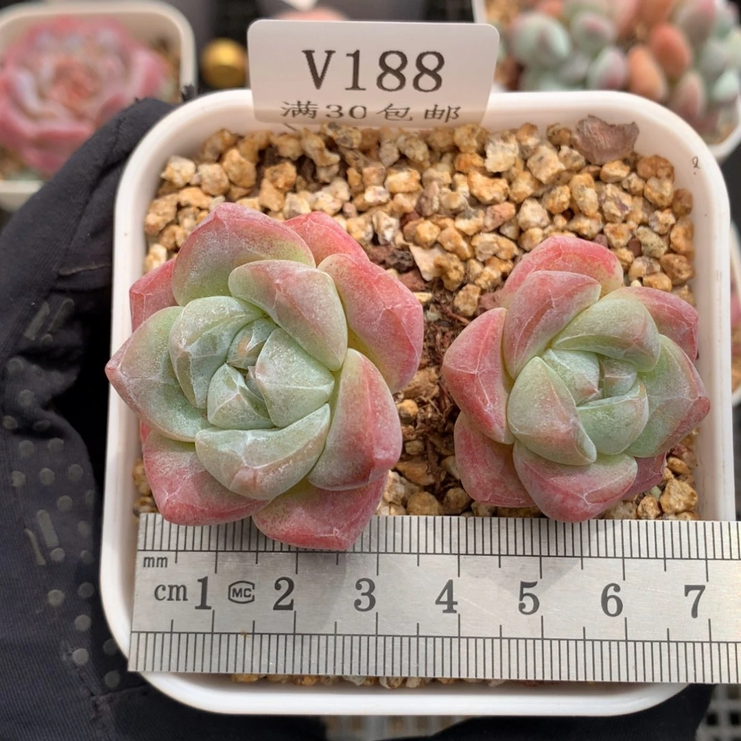 188。老桩双头粗腿冰玉