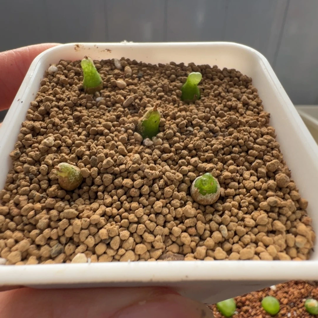 小葫芦2年苗。。。。。。。。