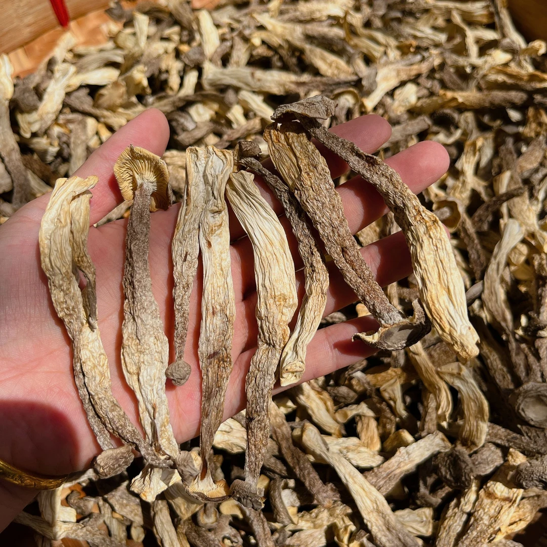 精选特级鹿茸菌无硫装袋营养美味蘑菇汤食材干脆送人好物干货净重