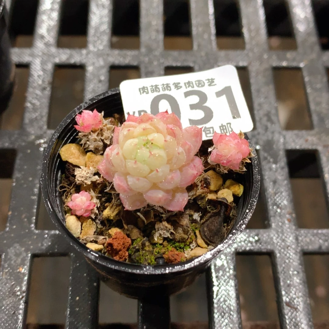 肉萌萌拇指盆精控多肉YR031