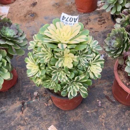 074辛尼亚不包断枝