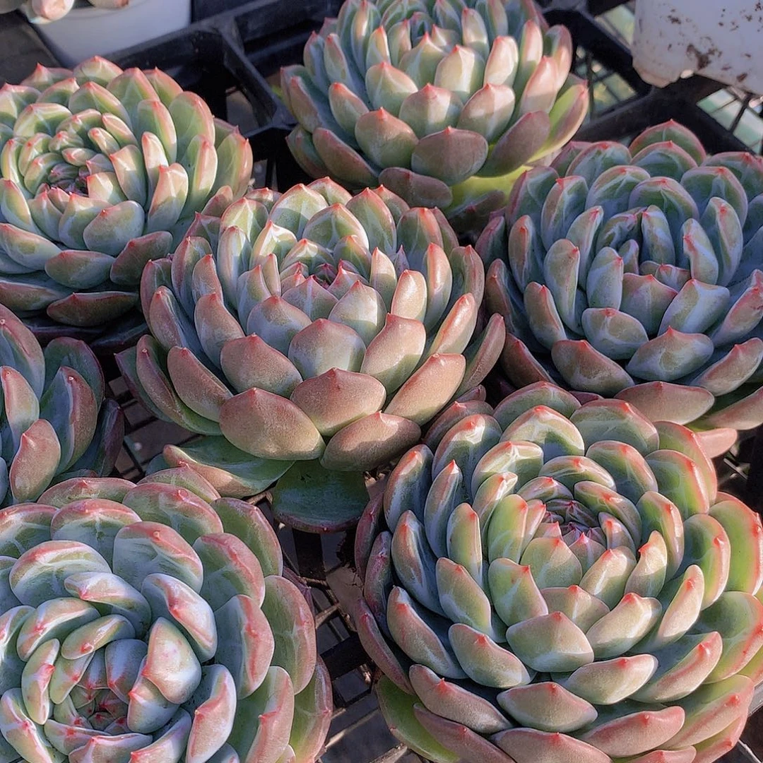 母本雪花珍妮34577秋冬包邮9